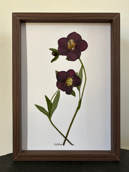Hellebores