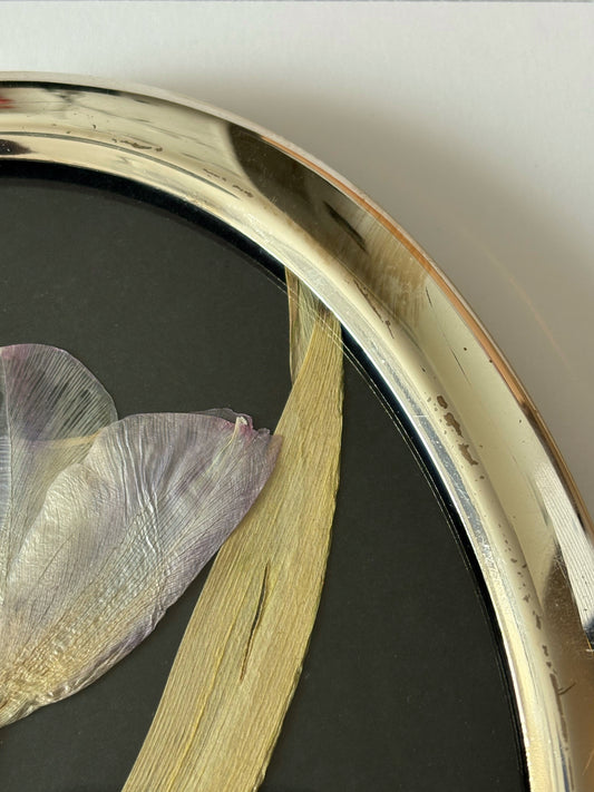 Tulip in Vintage Frame