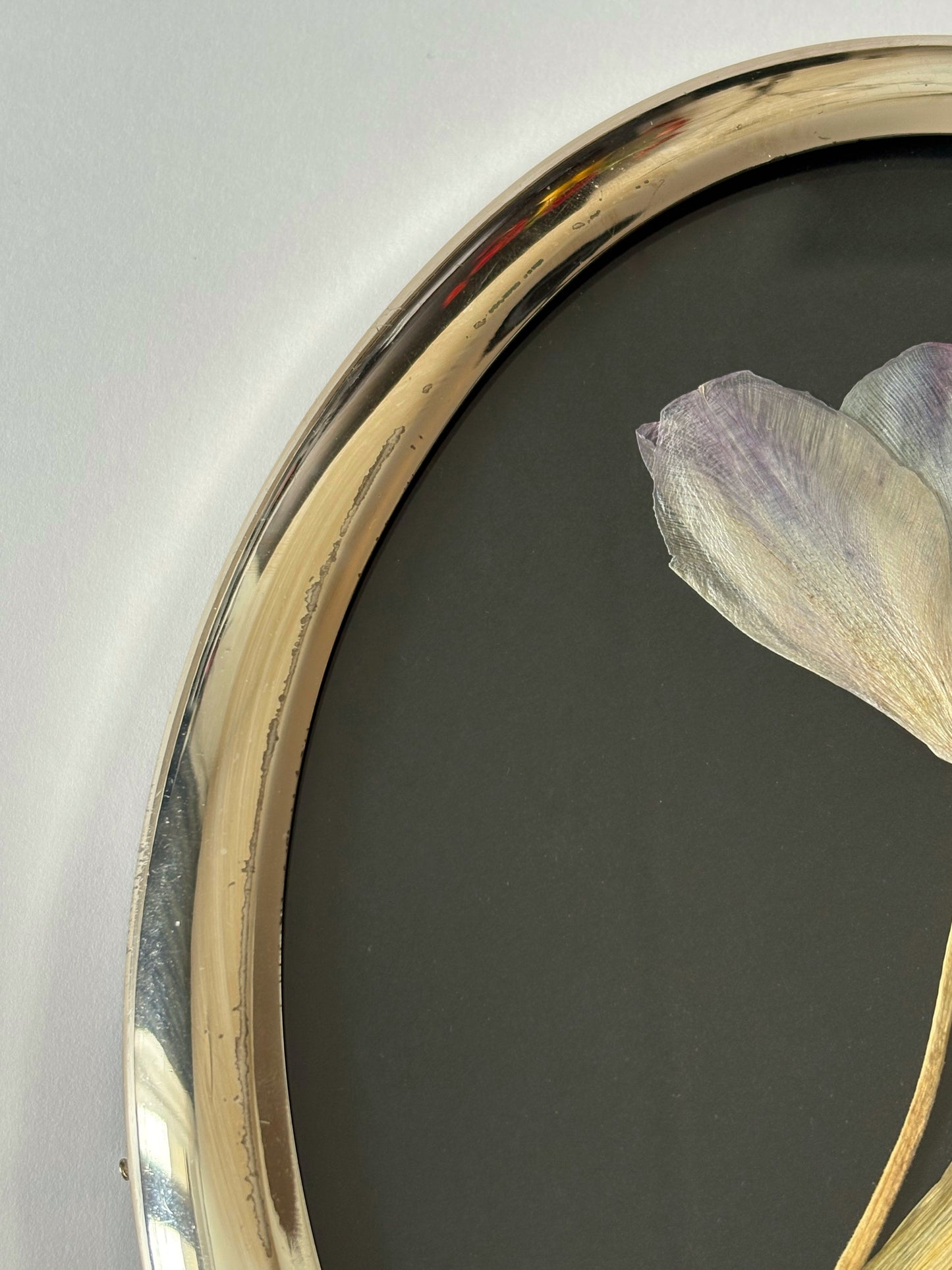 Tulip in Vintage Frame