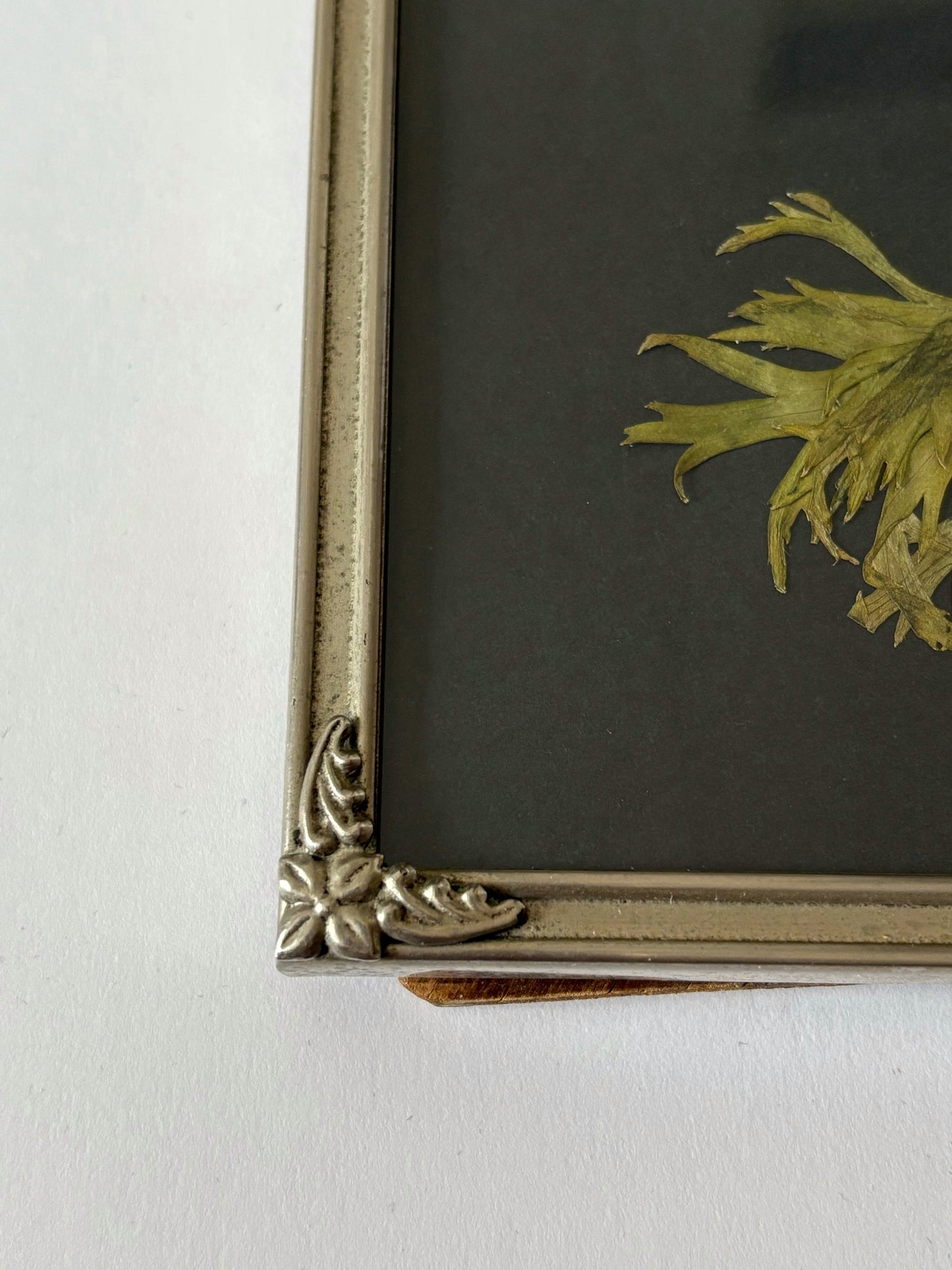 Anemone Fullstar in Vintage Frame