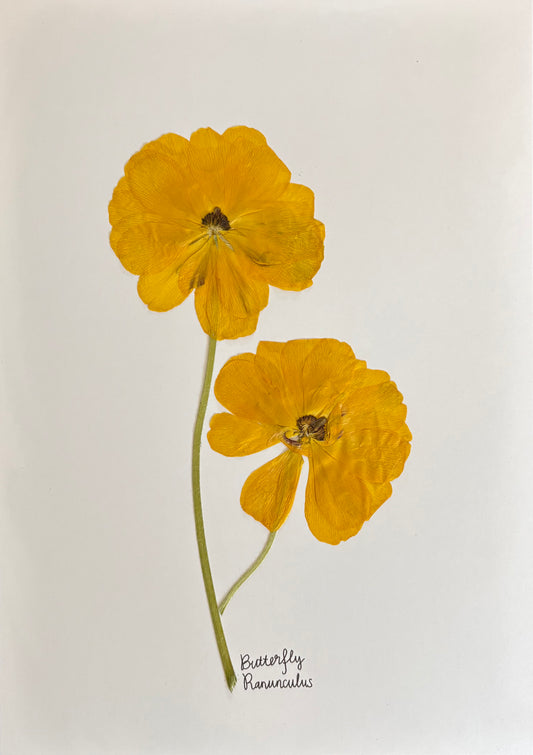 Yellow Butterfly Ranunculus