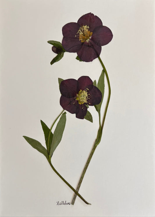Hellebores