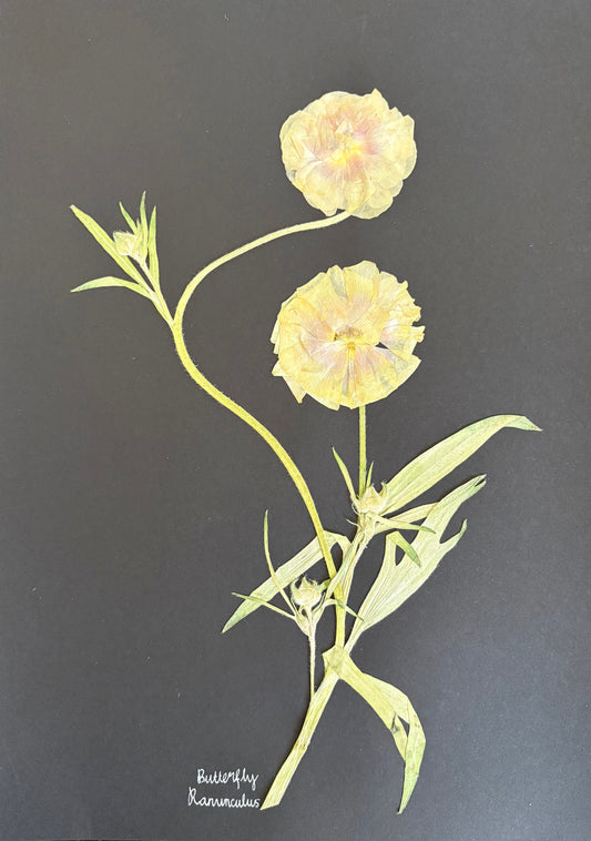 Pale Yellow Butterfly Ranunculus