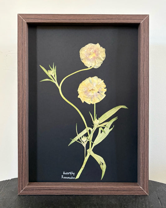 Pale Yellow Butterfly Ranunculus